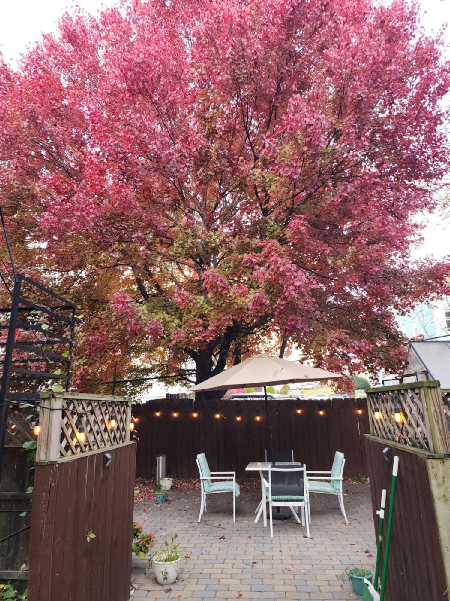 Magnolia Stay Near New York City جيرسي سيتي المظهر الخارجي الصورة