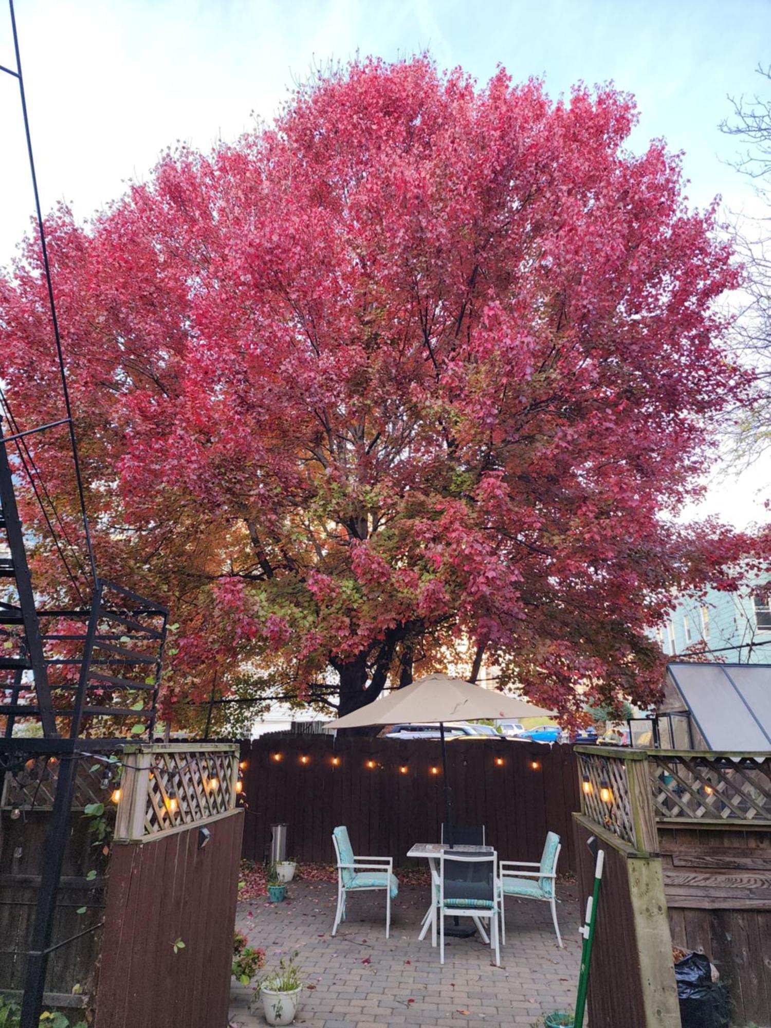 Magnolia Stay Near New York City جيرسي سيتي المظهر الخارجي الصورة